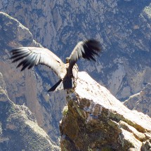 Taking off Condor III